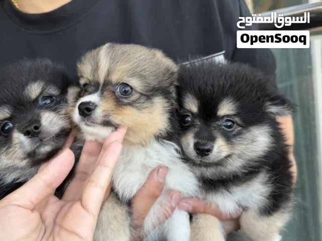 White Pure Pomeranian puppy