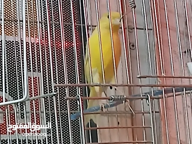 طيرة وفحول ومخاليف للبيع التسليم جبل القصور