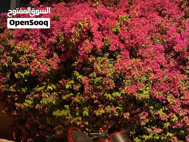 2019 هوندا أخرى