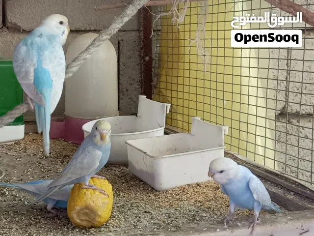 زوج رينو و تك للبيع