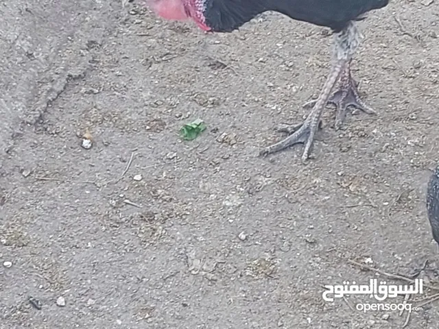 جاج وديوك حبش للبيع