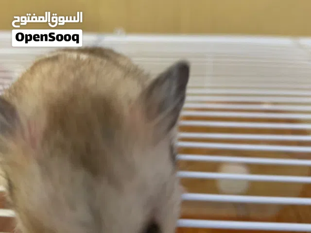 ذكر هامستر مع القفص وعشب القفص 2حبه الهامستر نضيف وخالي من الامراض