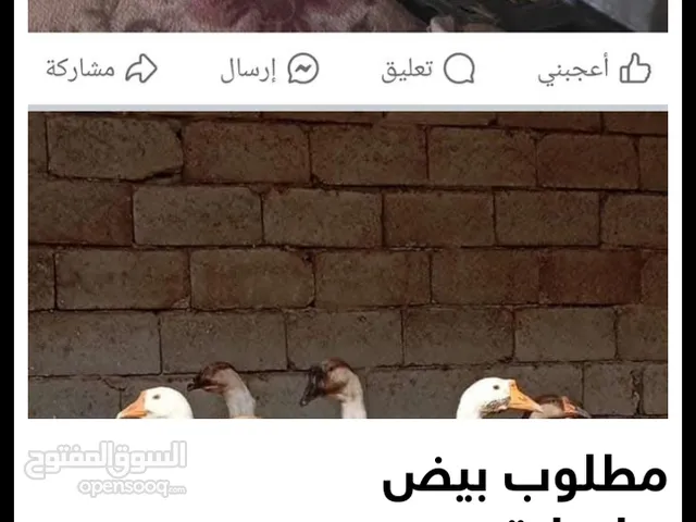 يا الله مطلوب بيض بط
