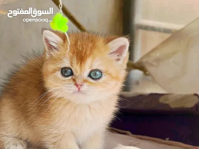 Scottish streaght gold اسكوتيش استريت جولد Ny12  اهالي مستورده ومسجله WCF