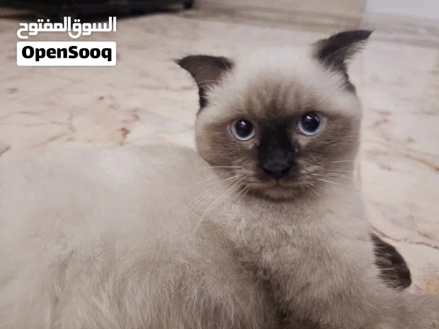 siamese cat 6- 7 month old calm cat