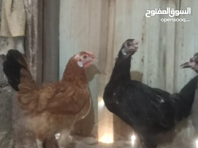 دجاجات بياضات للبيع العدد 6 وديج كويتي