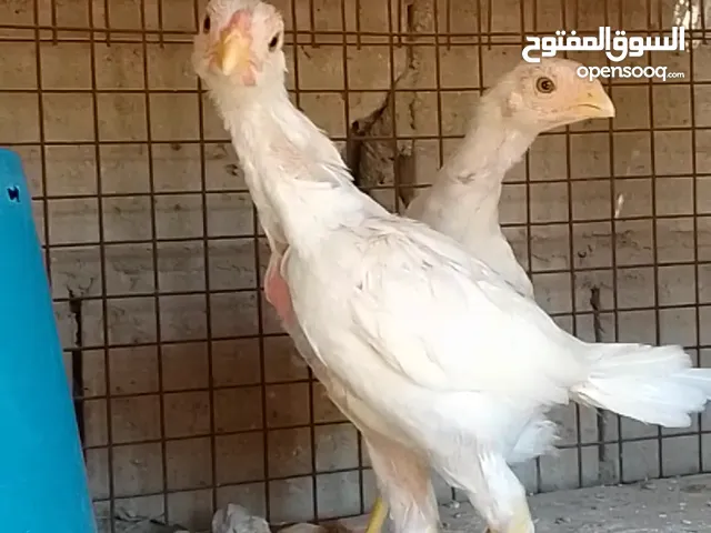 صيصان وديوك باكستاني