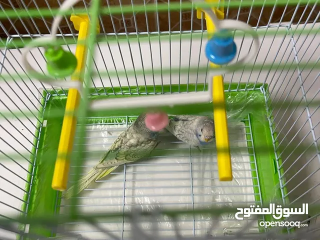 زوج عصفور الحب باجي مع القفص