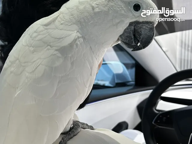 Jumbo Umbrella Cockatoo