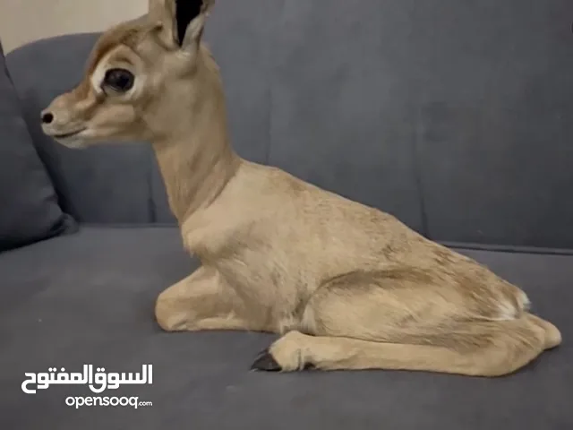 للبيع ذكر الدماني العمر 4 ايام ماشاء الله سعره 2000 الموقع العين