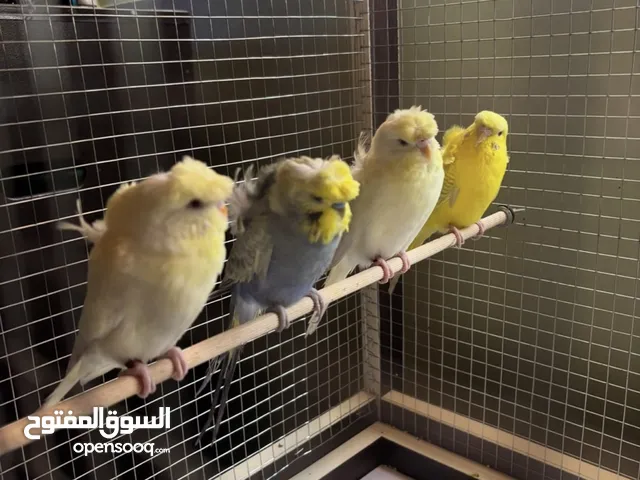 عصافير حب هوجو رومو