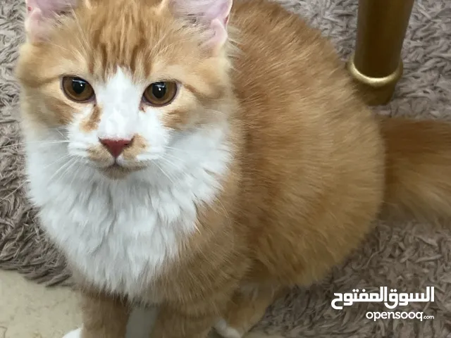 Maine coon mix cat 5 months old playful مزيج ماين كون العمر خمس شهور و تحب تلعب