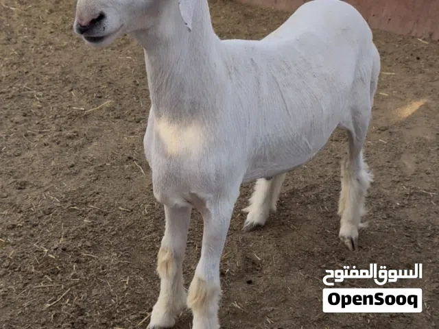 متوفر طليان حريات وعرب شي بياض ويه
