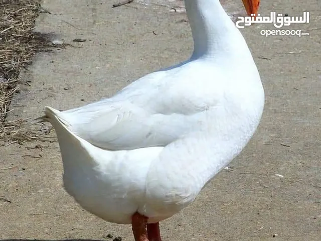 وز افريقي شغال البيع بالحبه والكوم