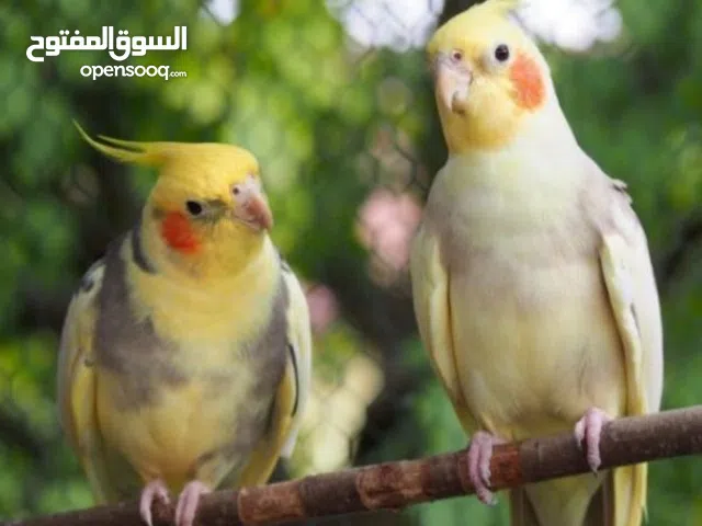 مطلوب انثئ كوكتيل حجم جامبو منتجه أو جاهزه الطفره تكون غير الحبشي اذا مصبع أو لاتينو أو ايزابيل