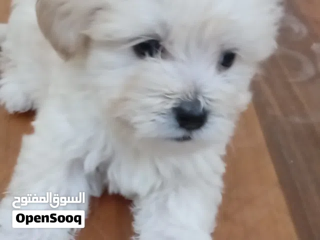 Maltese puppy for stings