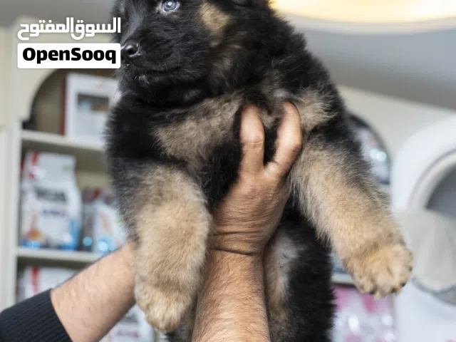 للراغبين بالاقتناء الراقي والذوق الرفيع  نوفر لكم جراء جيرمن وبلجم.ميز بجماله وأناقة شكله لطيف، أليف