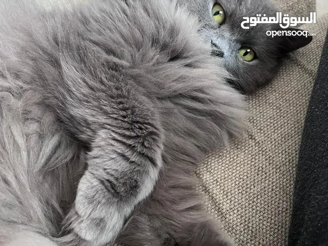 قطه للتبني_ cat for adoption