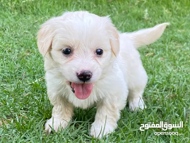 للبيع جرو مالتيز جميل
