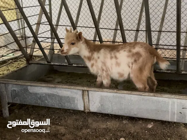 ماعز القزم للبيع في ابوظبي