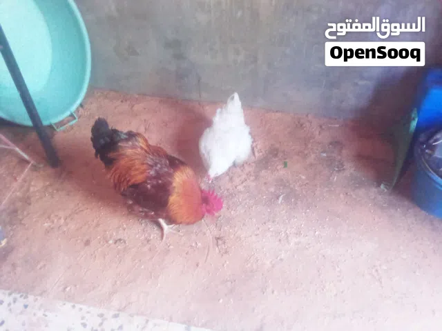 كوبيه فرنسويه نبارك الرحمان لا قوه الي بالله دجاجه رقاده