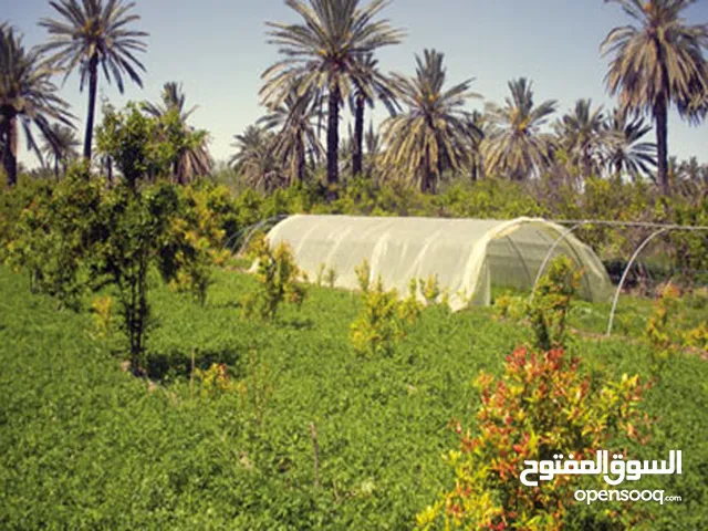 Farm Land for Sale in Tlemcen Other