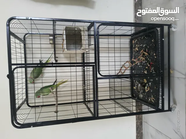 ببغاء نيبالي شوي أليف للانتاج