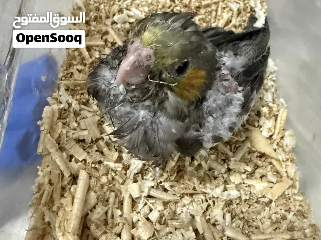فروخ كوكتيل للبيع بسعر حرق