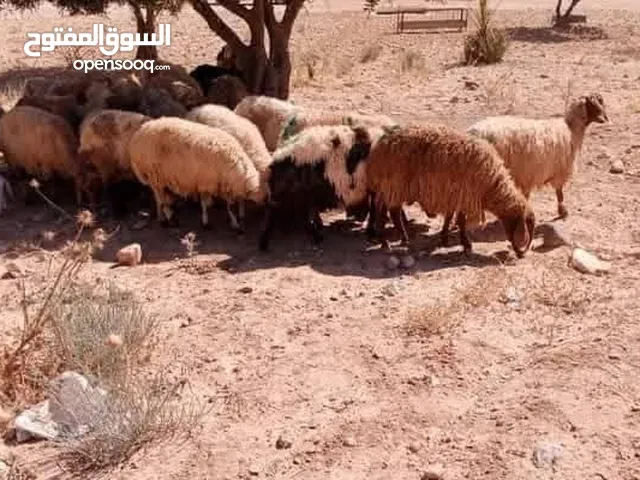 توكلنا على الله