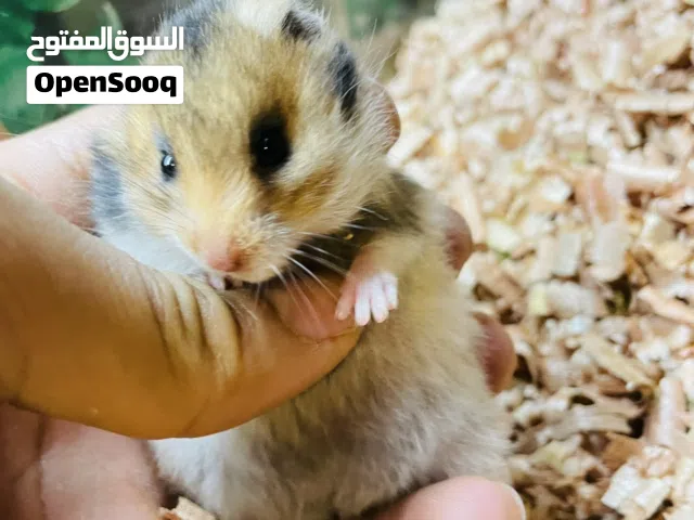 هامستر سوري