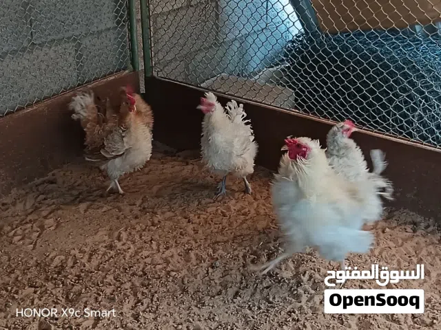 دجاج كيرلي