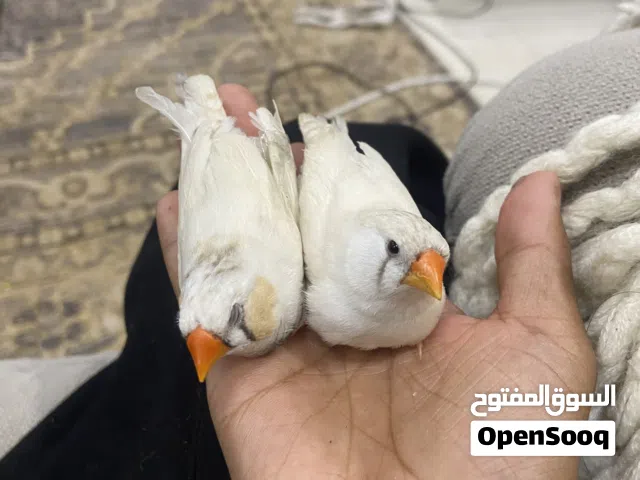 زوج زيبرا اليف