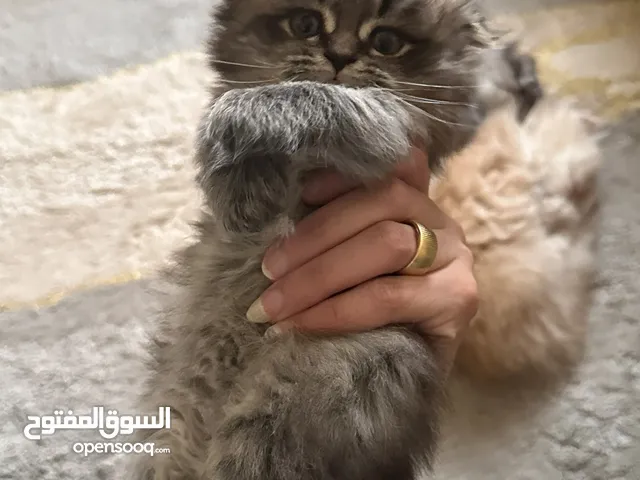 Cats for adoption 2 month old