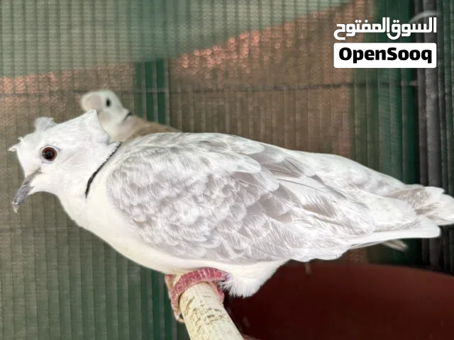 للبيع على زوجين ياكريم