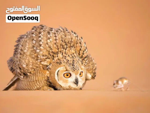 البومه النسريه