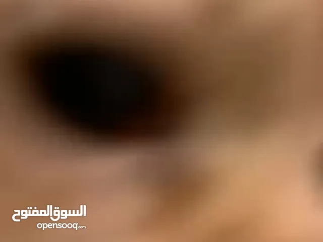 سكوتش مكس شيرازي