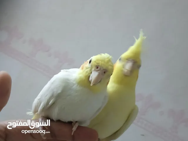 مجموعة كوكتيلات مدربة طفرات و الالوان مختلفة كل فرد و له شخصية الهادي و للاعبي و العنيد و الحنين