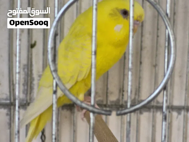 كوبيا بقلينو للبيع