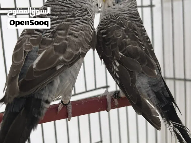 السلام عليكم شوف الوصف
