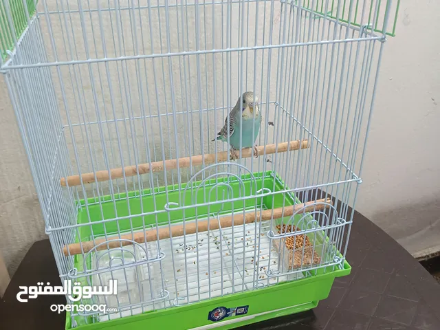 طير بادجي للبيع مع القفص و الاكل
