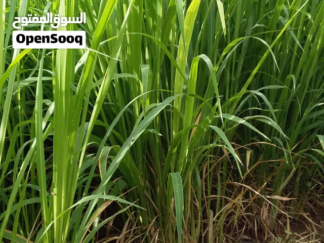 للبيع حشيش اخضر بونيكام بسعر طيب