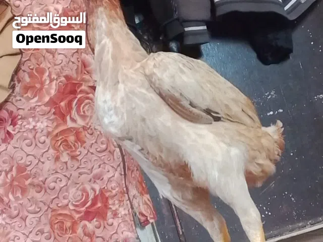 فرخه بكستاني شامو طول شامو بذات  اطول فرخه رايح تشوفها . لون نوادر بعمر 9شهور  فل نضافه قافله مواصفا