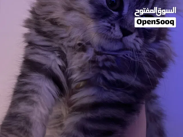 كيتنز للبيع شيرازي