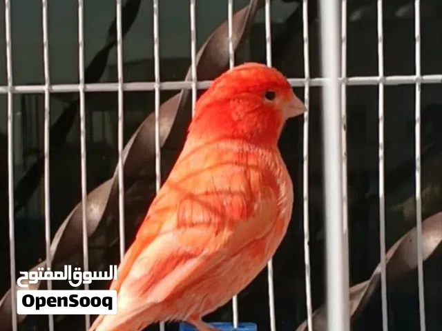 مطلوب مطلوب طيرة