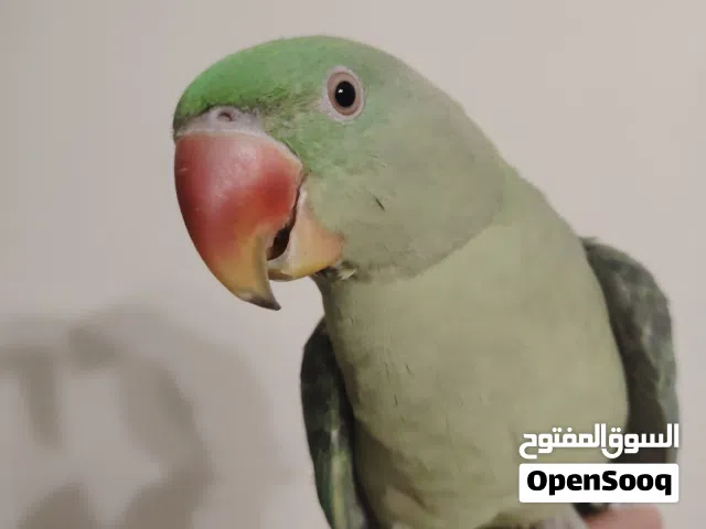 للبيع ببغاء كاسندرا  اليف