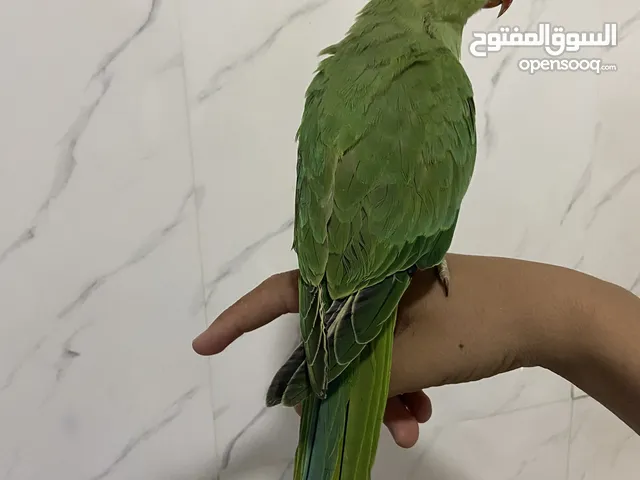 ببعاد دره اليف جدااااااااا