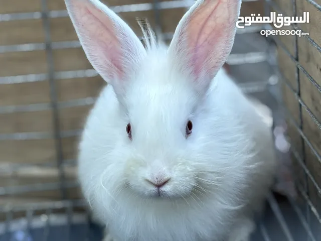 أرنب أبيض نوع ليون هاد (lion head) العمر 8 أسابيع