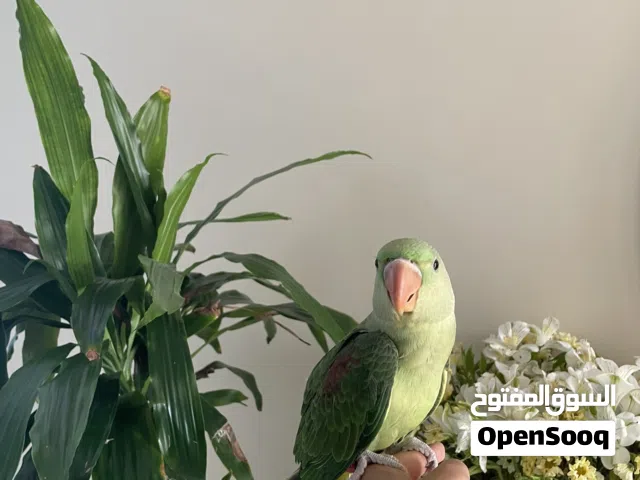 طير دره نيبالي أليف