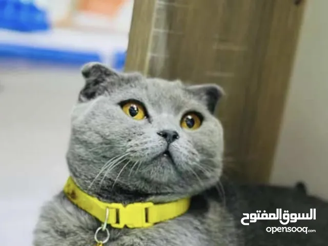 سكوتش فولد اقرا تفاصيل مع بناته