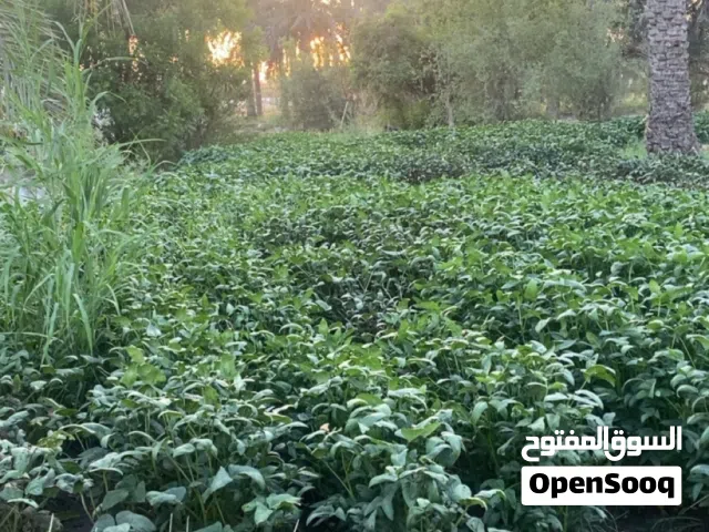 تتوفر لوبيا عمانيه مقطاع شهري